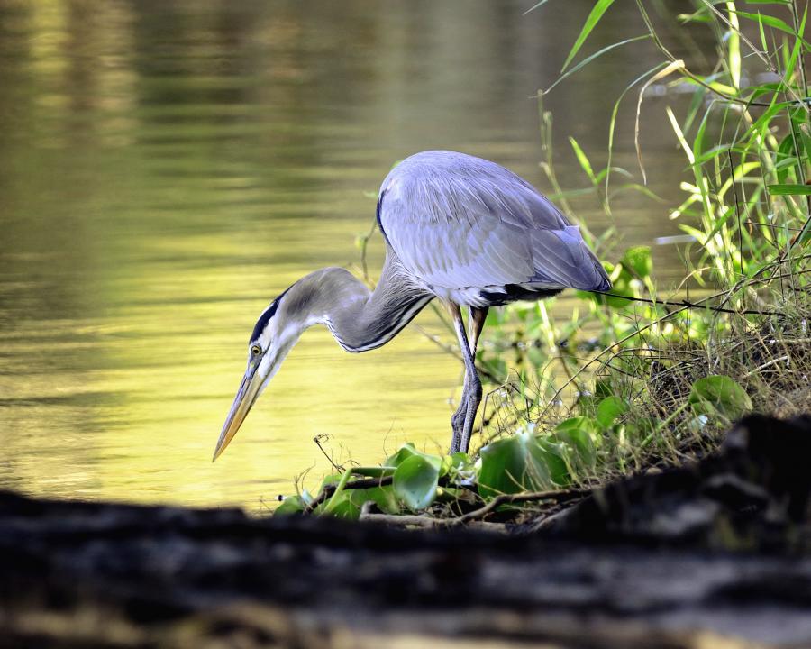 Blue Heron Hunting | Shutterbug